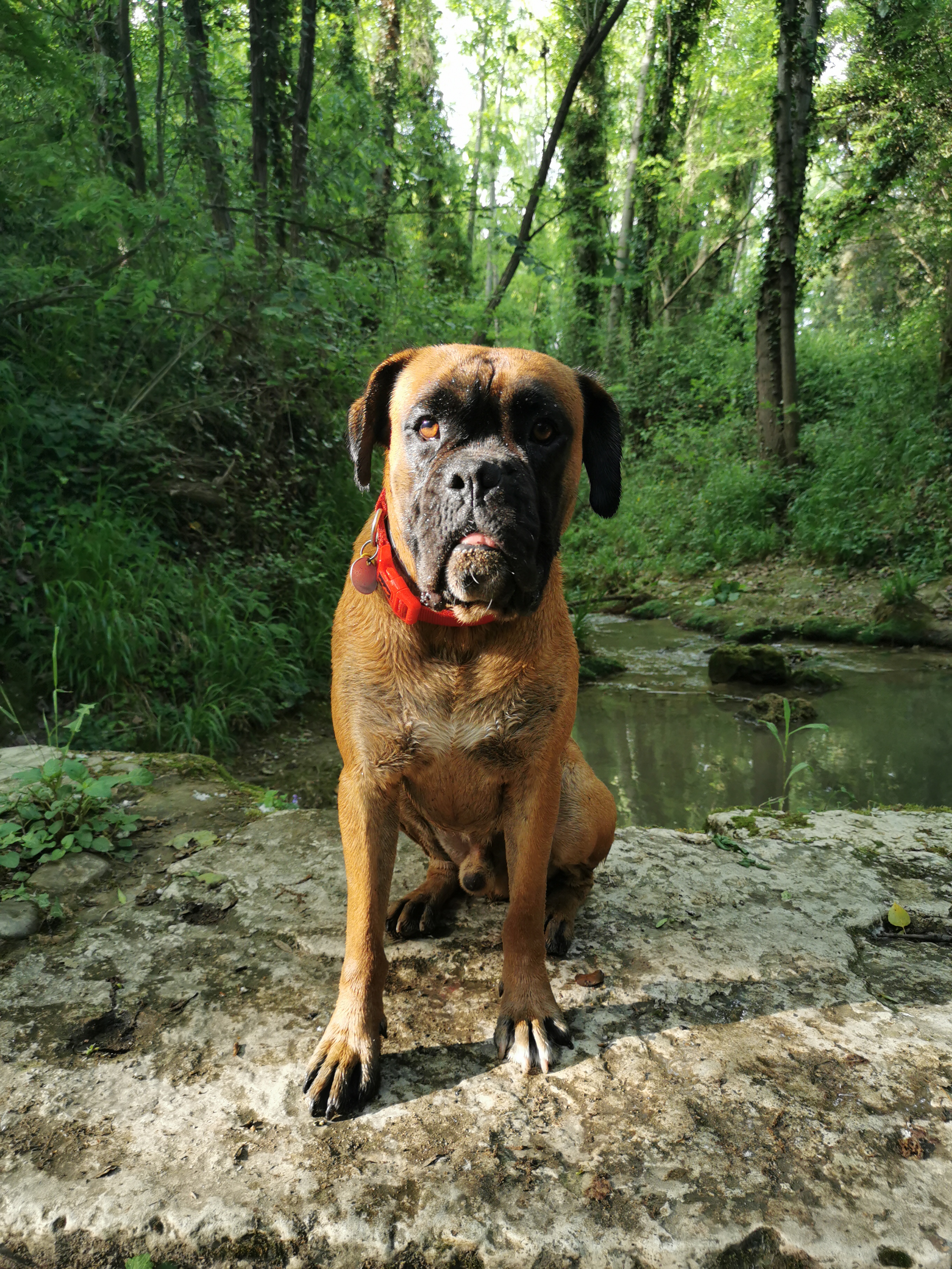 Perro perdido BOXER en Torrelles de Llobregat (Barcelona)